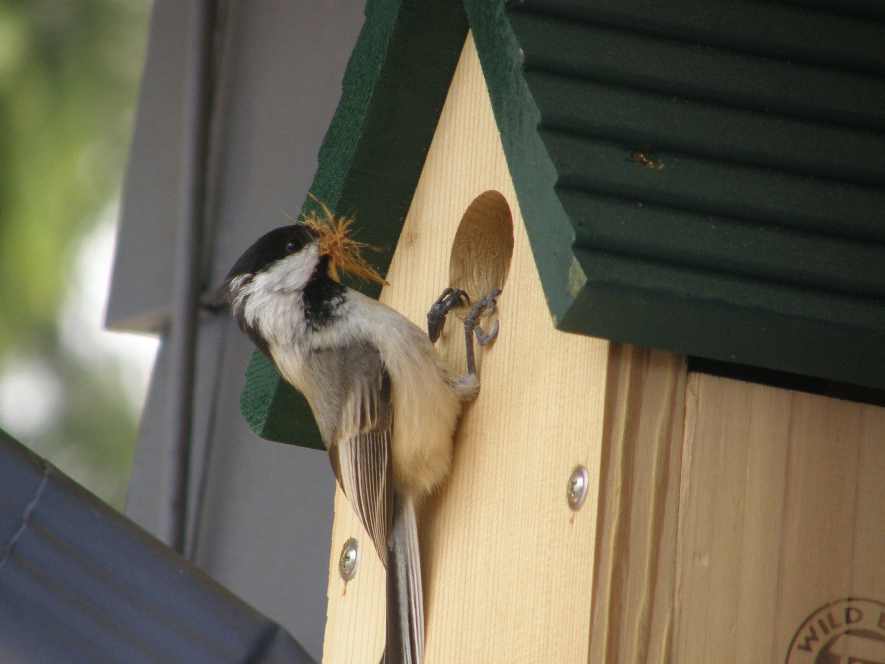 Black-capped chickadee carrying nesting material to bird house